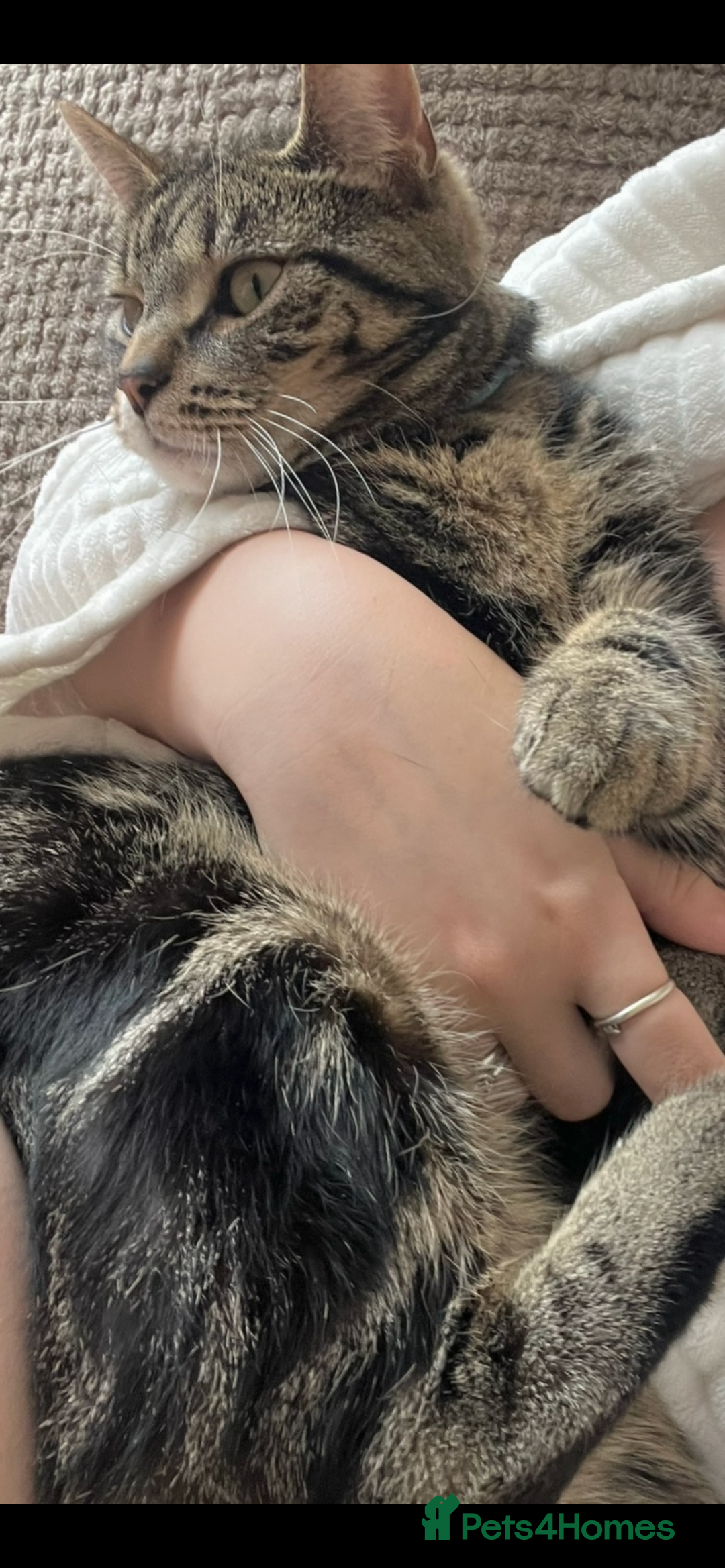 Domestic Shorthair cats for sale: Looking for a loving home for our loved male cat. - Image 9