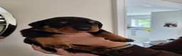 Rottweiler dogs for sale: WORLD CHAMPION CHUNKY ROTTWEILERS  - Advert 33