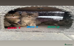 Ragdoll cats for sale: Stunning ragdoll cross BSH - Image 1