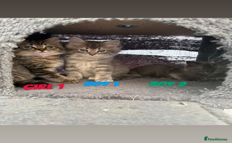 Ragdoll cats - Advert 2