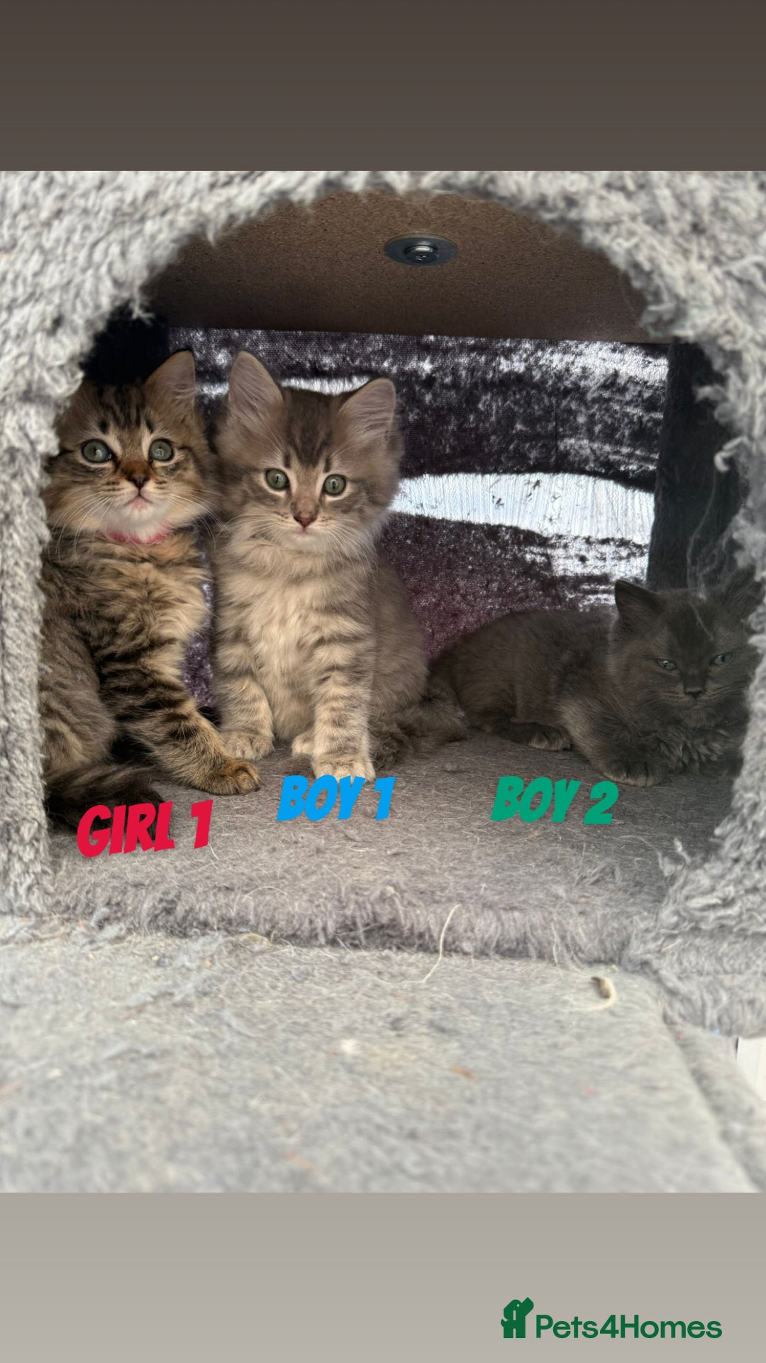 Ragdoll cats for sale: Stunning ragdoll cross BSH - Image 1