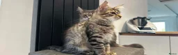 Maine Coon cats for sale: Beautiful Maine Coon Kittens for Sale - Advert 4