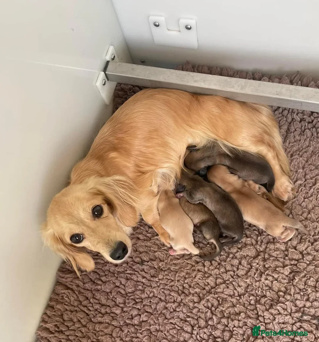 Miniature Dachshund dogs for stud:  Cream i/i long haired Miniature Dachshund  in Newton Abbot - Advert 12