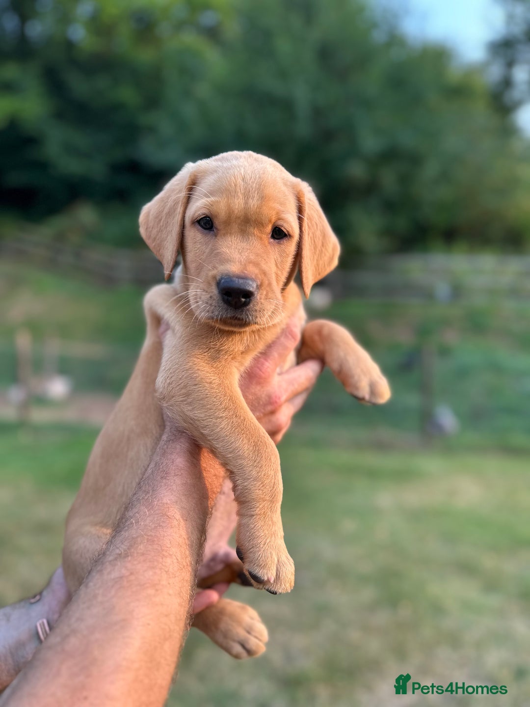 Labrador Retriever dogs for sale: Handsome KC Labrador boy 💙 - Image 2