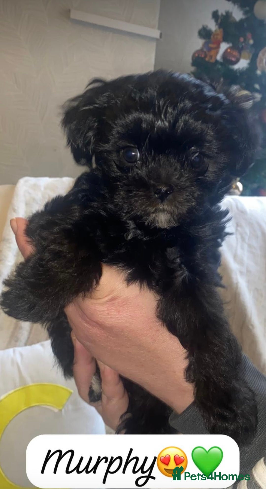 Maltipoo dogs for sale: F1 dollface Korean/Asian maltipoo fur babys  😍💙 - Advert 1