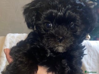 Maltipoo dogs F1 dollface Korean/Asian maltipoo fur babys 😍💙 - Advert 5