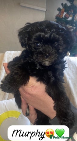Maltipoo dogs F1 dollface Korean/Asian maltipoo fur babys 😍💙 - Advert 2