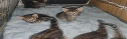 Bengal cats for sale: Bengal tabby  in Reading - Advert 3
