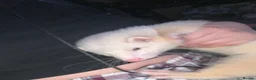 Ferret rodents for sale: Ferret | Male  - Advert 5