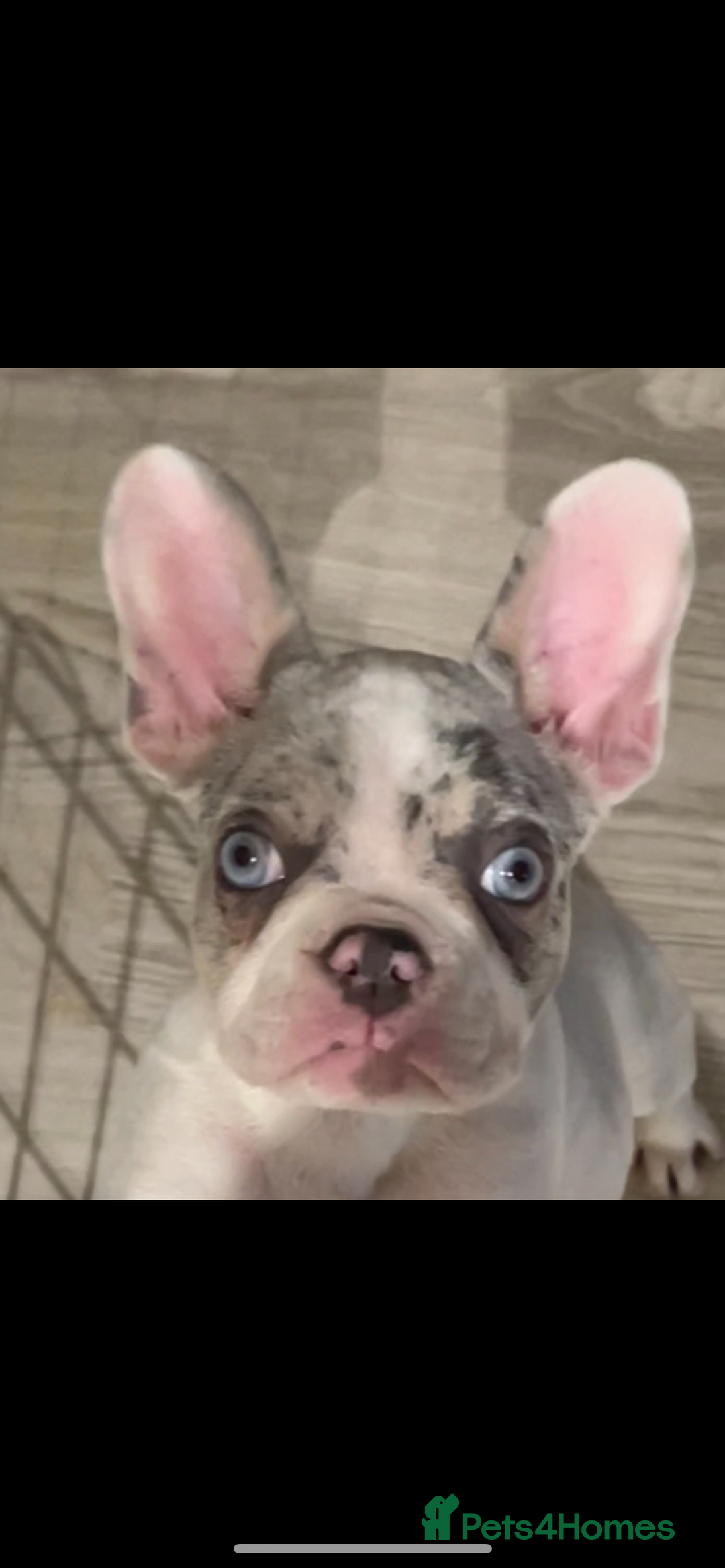 French Bulldog dogs for sale: 3 French bulldog puppies - Advert 6