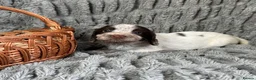 Sprocker dogs for sale: Sprocker in Peterhead - Advert 2