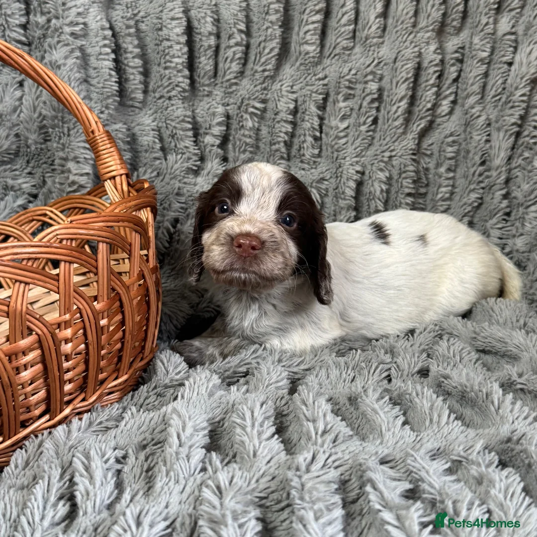 Sprocker dogs for sale: Sprocker in Peterhead - Advert 2
