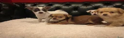 Chihuahua dogs for sale: Chihuahua Puppies for sale, Ready for loving homes - Advert 6