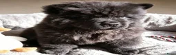 Chow Chow dogs for sale: Black male chow chow puppy Rufus. KC registered - Advert 6