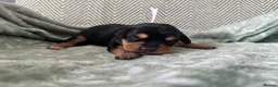Mixed Breed dogs for sale: King Schnauzer (Cavalier, Cross mini Schauzer)  - Advert 11