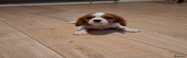 Cavalier King Charles Spaniel Puppy 3