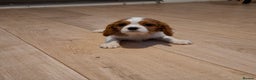 Cavalier King Charles Spaniel dogs for sale: One Kc reg Cavalier king Charles boy left - Advert 10