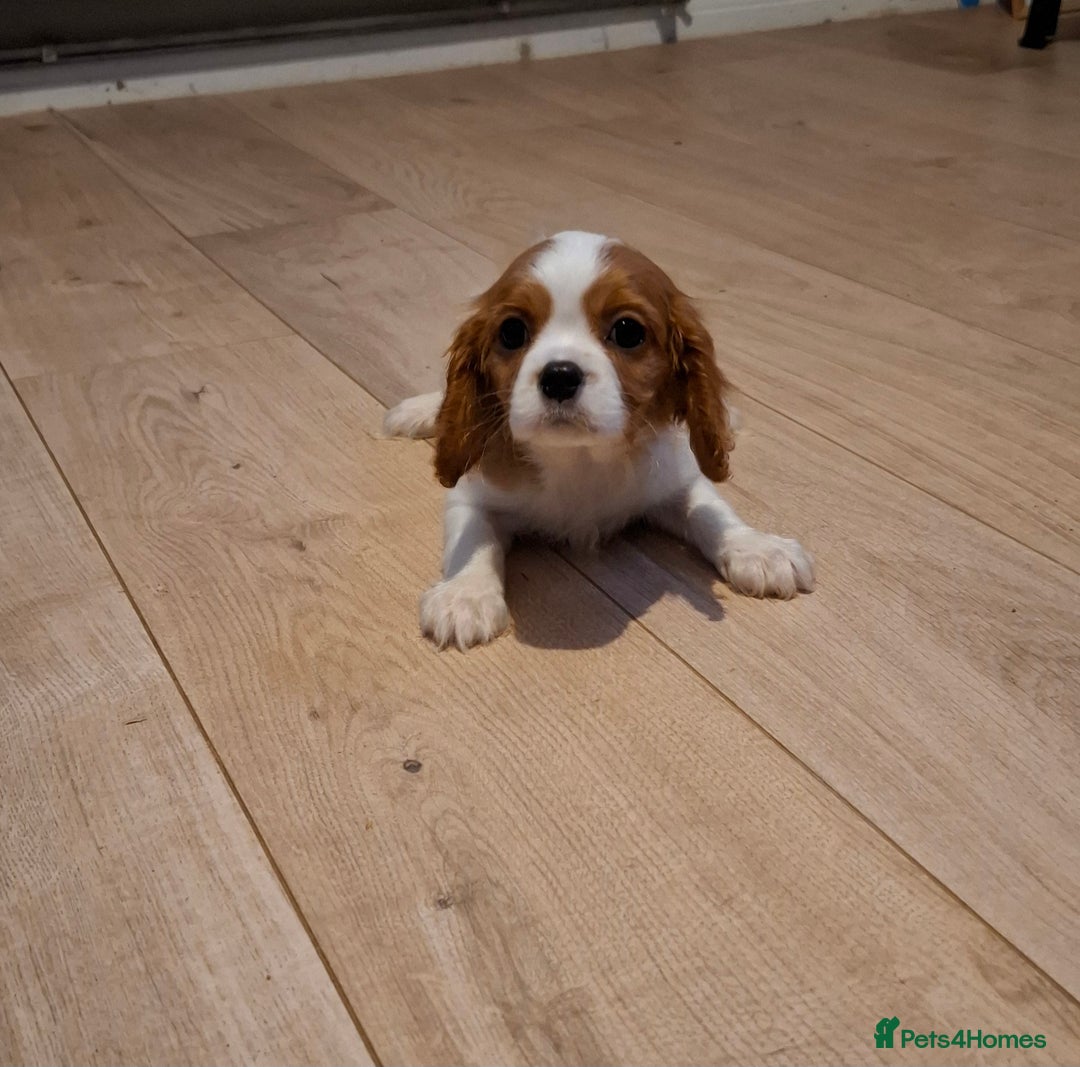 Cavalier King Charles Spaniel dogs for sale: One Kc reg Cavalier king Charles boy left - Advert 10