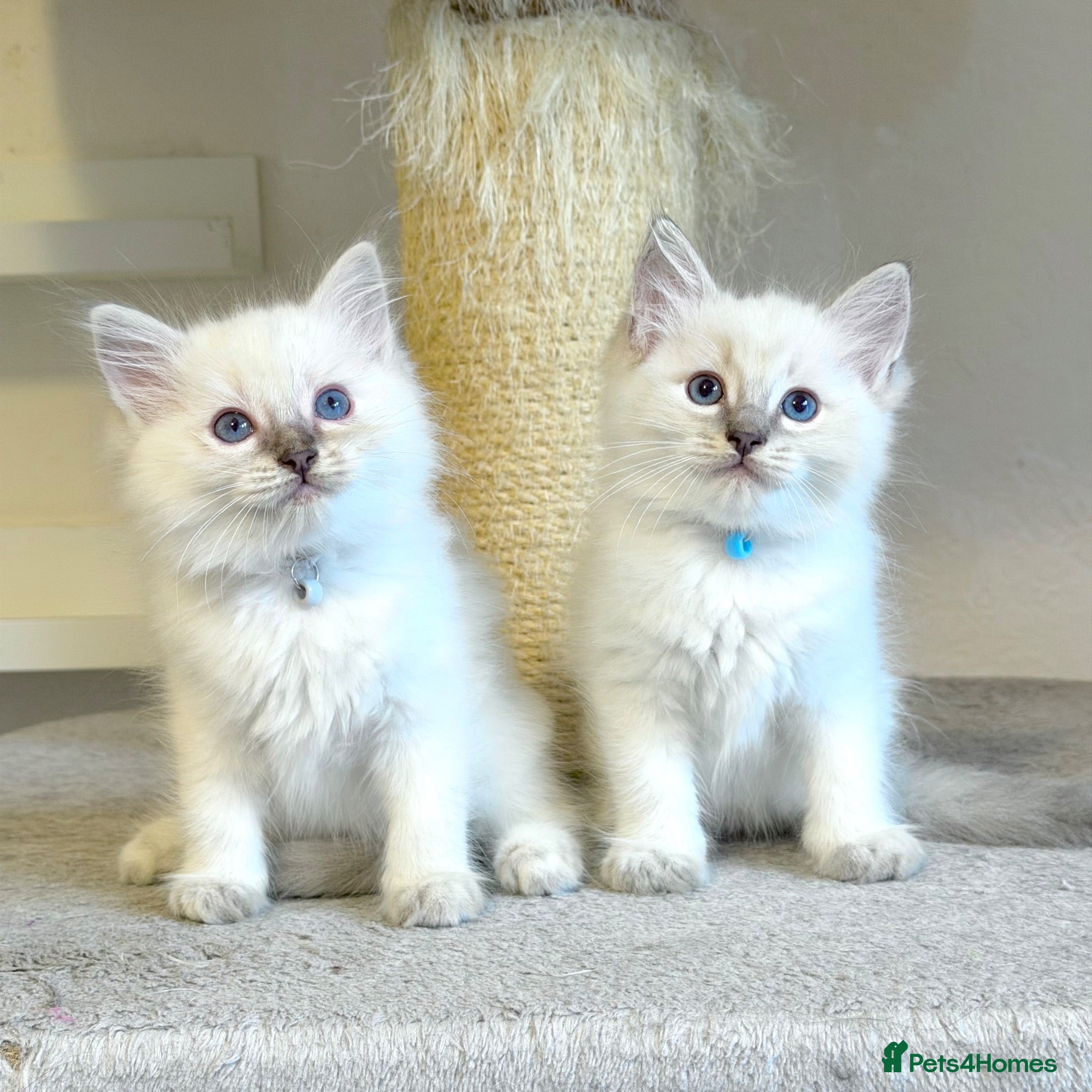 Ragdoll cats 1 Boy & 1 Girl Left - TICA Registered - Advert 1