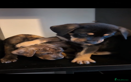 Mixed Breed dogs for sale: Puppies for sale - 8 weeks 29th August! - Image 2