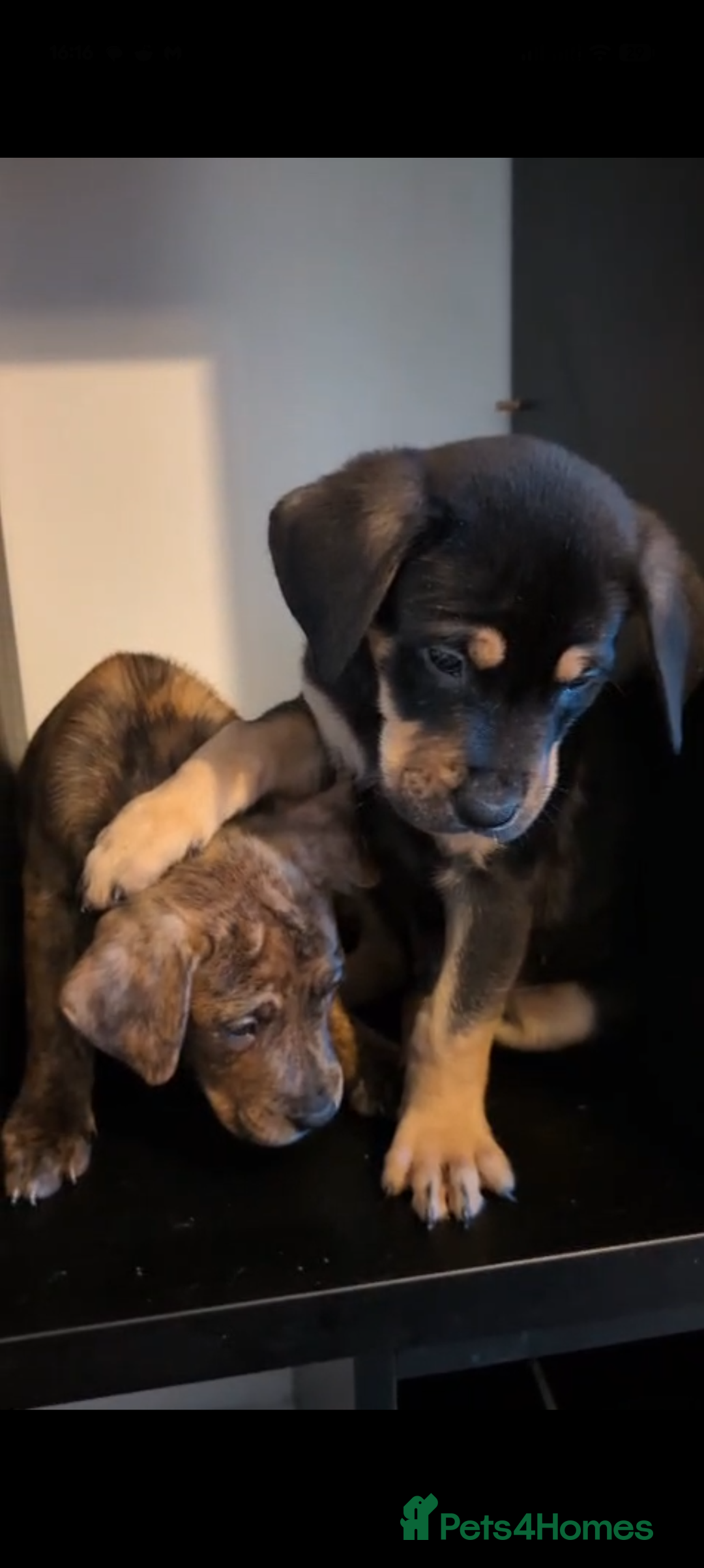 Mixed Breed dogs for sale: Puppies for sale - 8 weeks 29th August! - Image 2