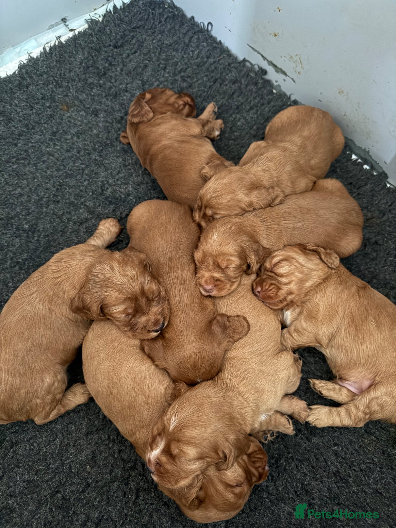 Cocker Spaniel dogs Dark Golden Cocker Spaniels Boys  - Advert 2