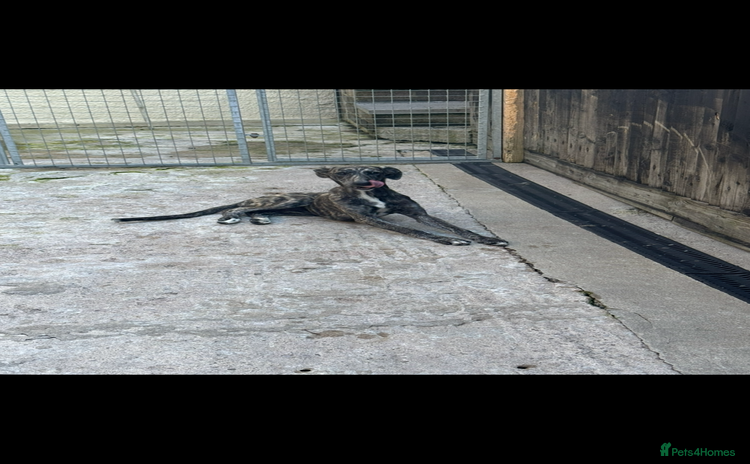 Lurcher dogs - Advert 2