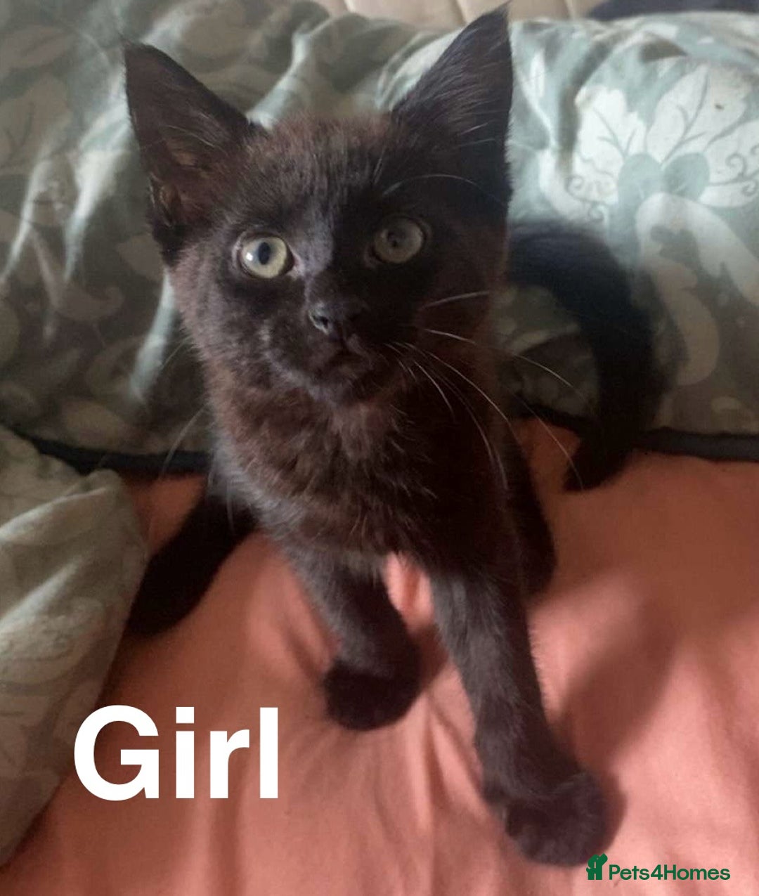 Mixed Breed cats for sale: 12 Week Old kittens - Image 1