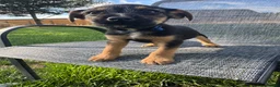Mixed Breed dogs for sale: Border terrier x Jack Russell terrier puppies 🏡 - Advert 16