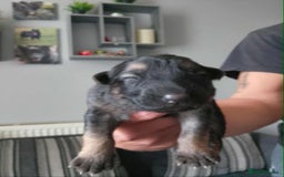 German Shepherd dogs for sale: Beautiful chunky German shepherd pups - Image 5
