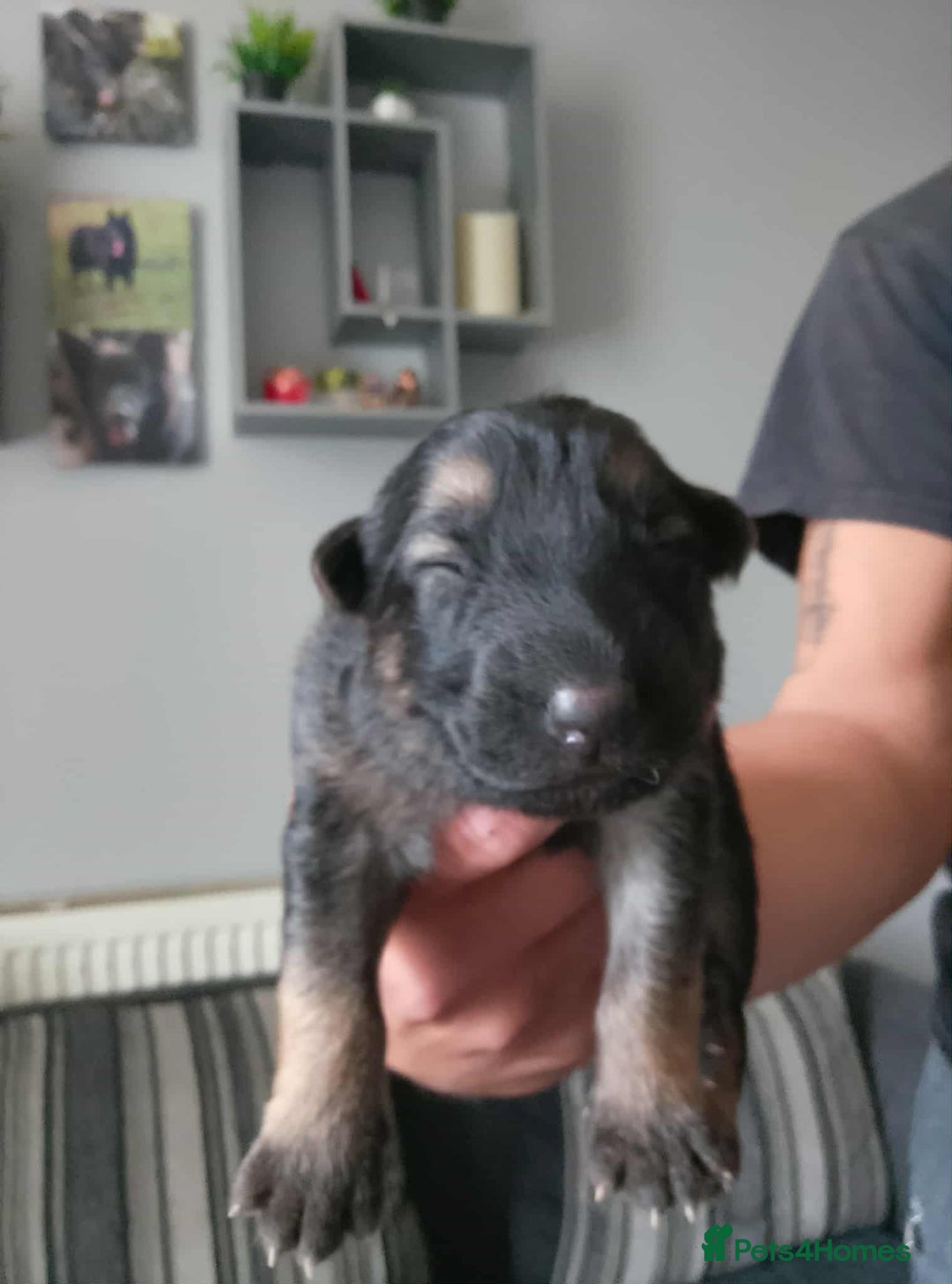 German Shepherd dogs for sale: Beautiful chunky German shepherd pups - Image 5