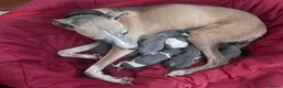 Italian Greyhound dogs for stud: Proven KC Italian Greyhound Stud ‘Pino’  - Advert 16