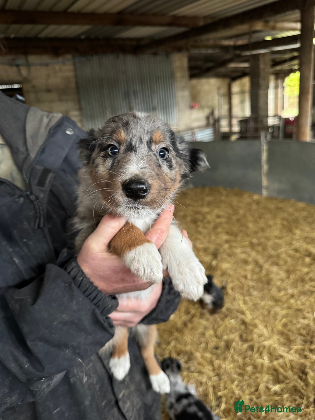 Mixed Breed dogs for sale: Blue merle x huntaway puppies - Advert 6