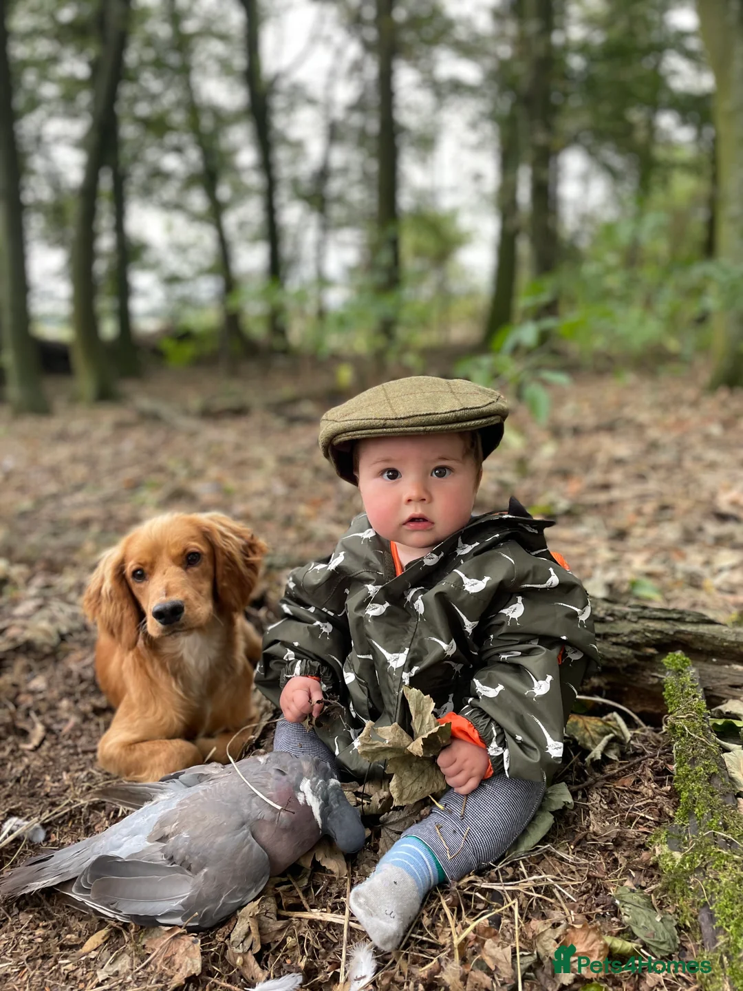Cocker Spaniel dogs for stud: Small, Compact Red Cocker Dog at Stud in Ripon - Advert 2