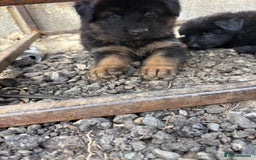 German Shepherd dogs for sale: German shepherd puppies  - Image 20
