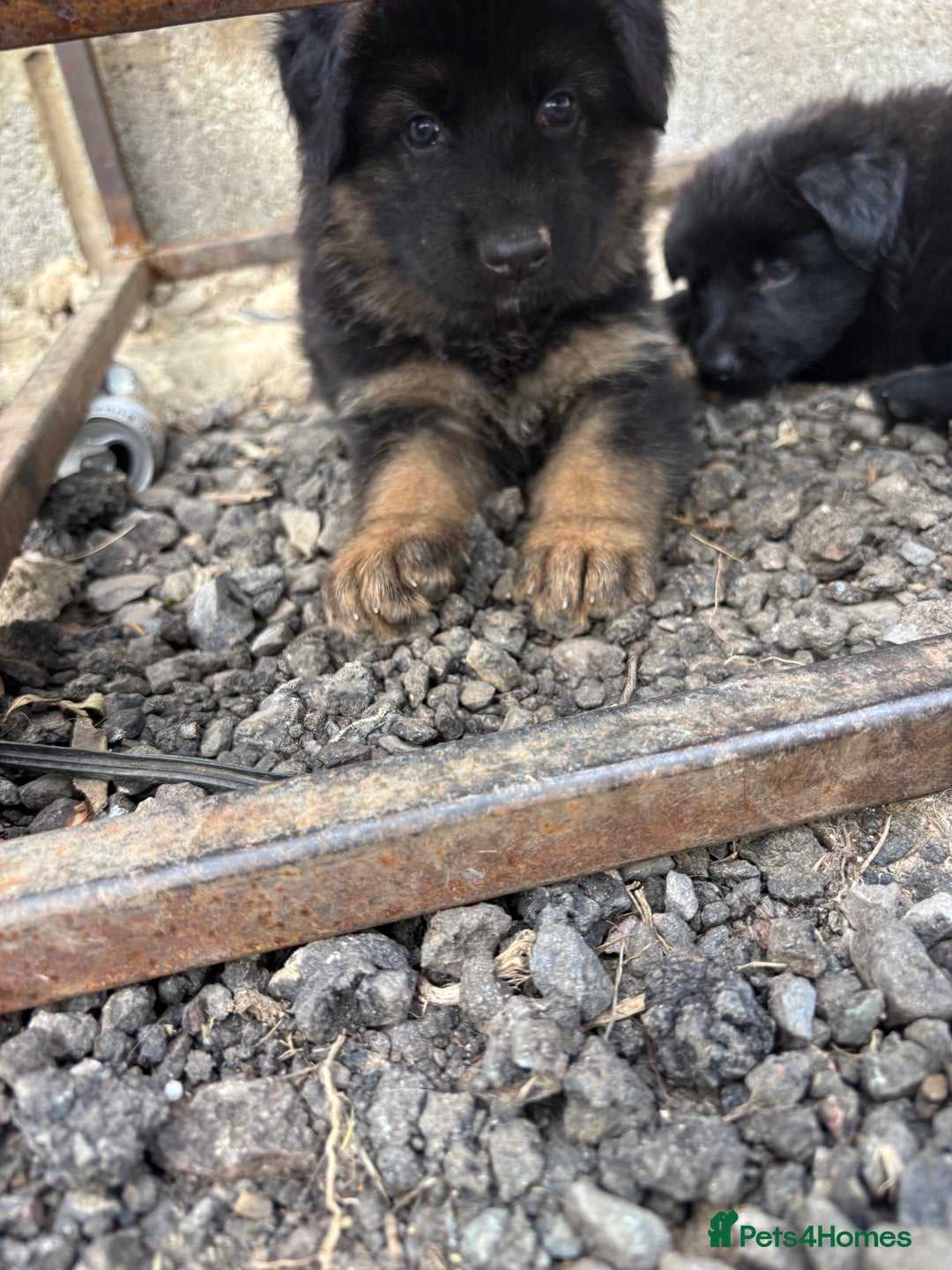 German Shepherd dogs for sale: German shepherd puppies  - Image 20