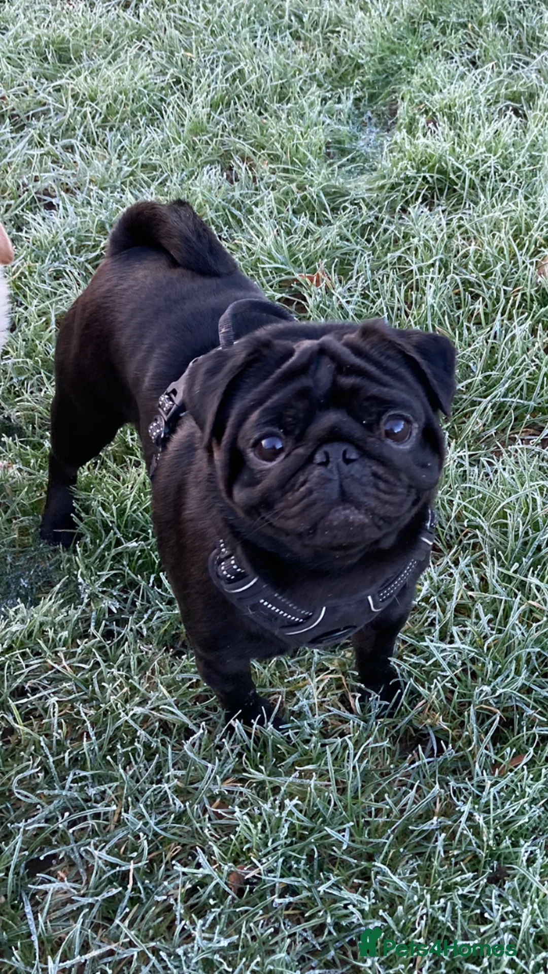 Pug dogs for stud: Health tested black pug stud  in Stevenage - Advert 20