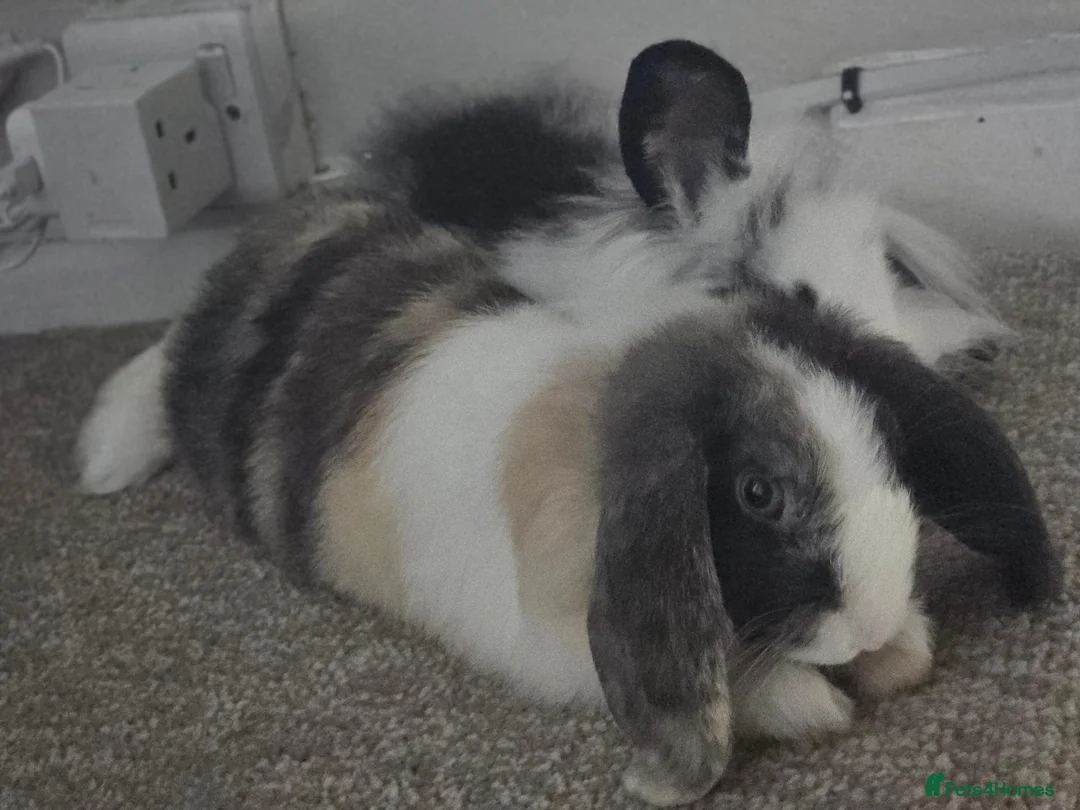 Mini Lop rabbits for sale: Rabbit in Great Yarmouth - Advert 3