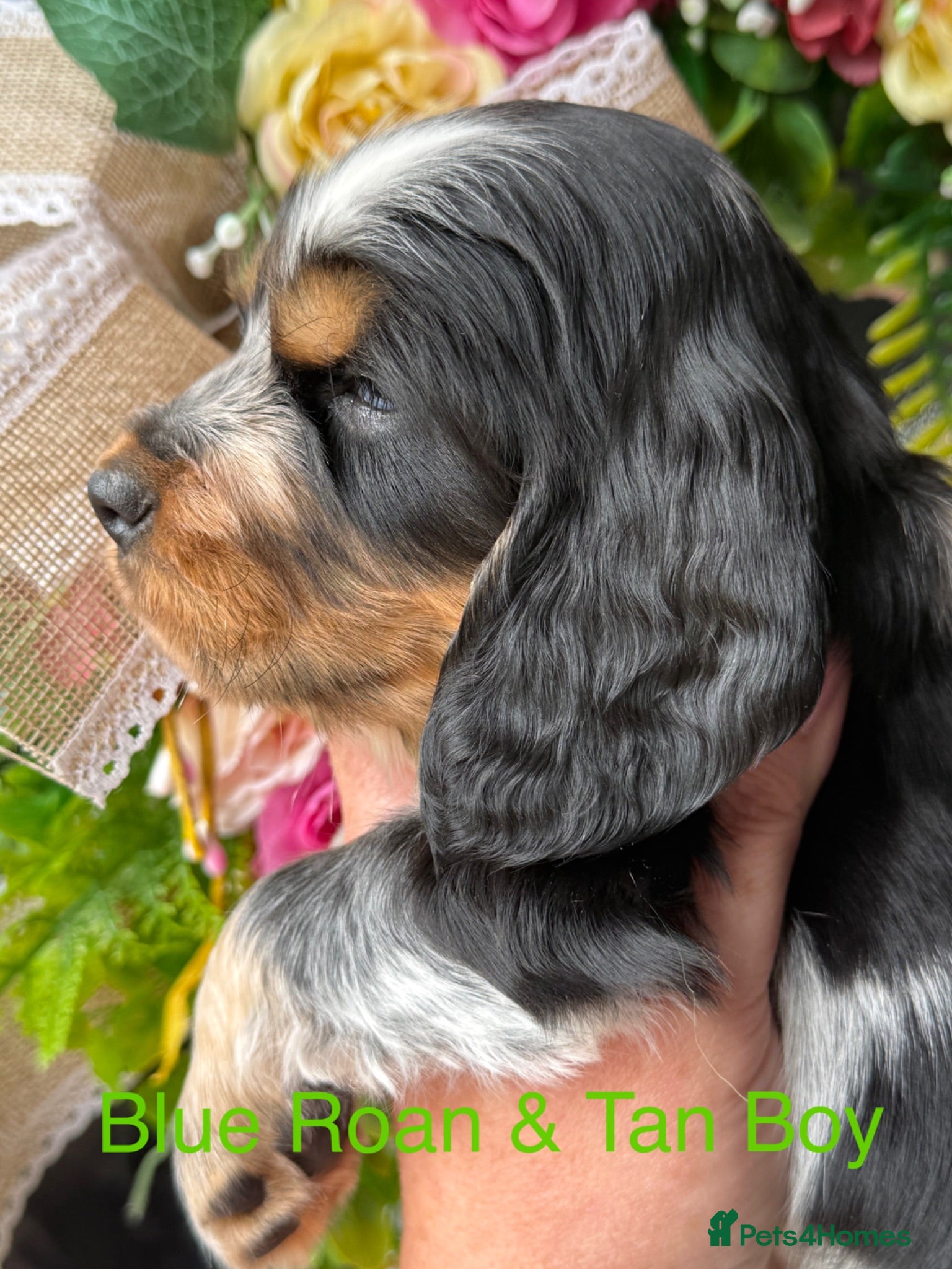 Cocker Spaniel dogs Sykehead cocker spaniels KC comprehensive health - Advert 2