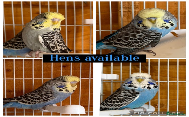Budgerigars birds - Advert 6