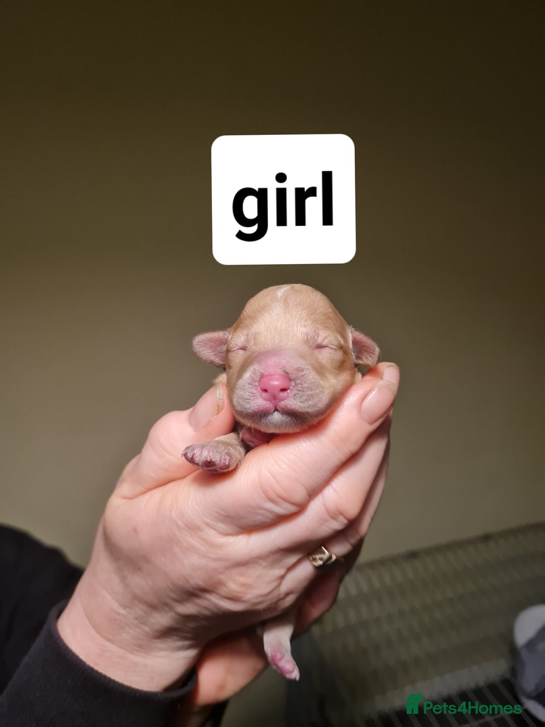 Poochon dogs for sale: 4 beautiful fluffy poochon puppies for sale - Advert 2