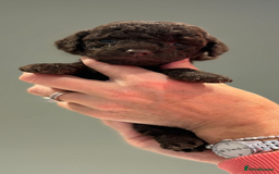 Cockapoo dogs for sale: Beautiful Cockapoo Puppies - Advert 2