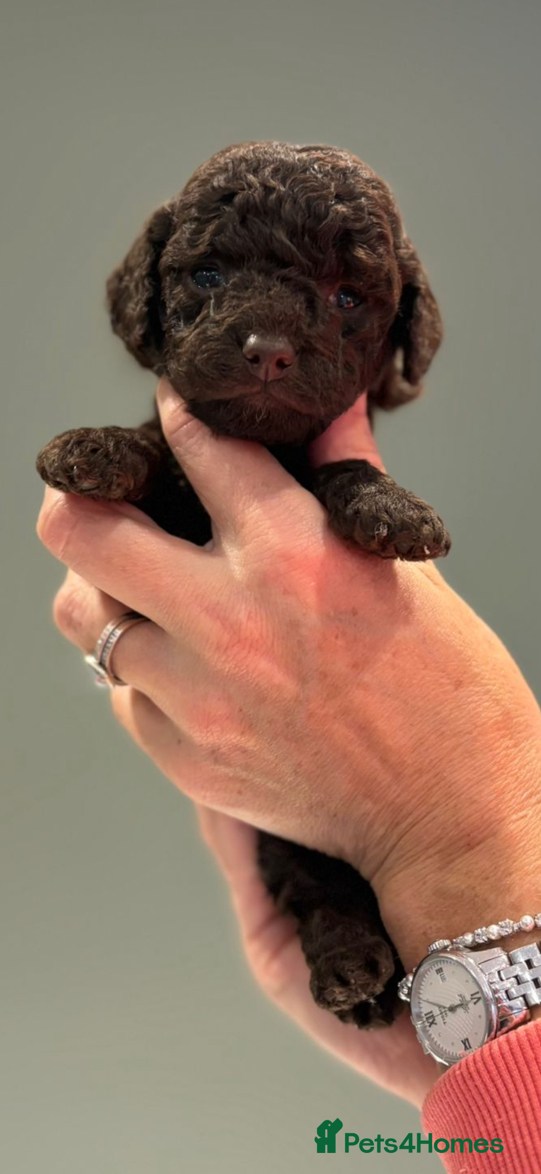 Cockapoo dogs for sale: Beautiful Cockapoo Puppies - Advert 2