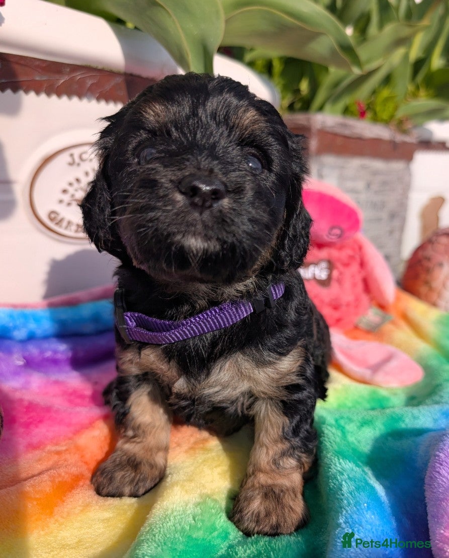 Cavapoo dogs Stunning Black & tan F1 Toy Cavapoo Puppies  - Advert 1