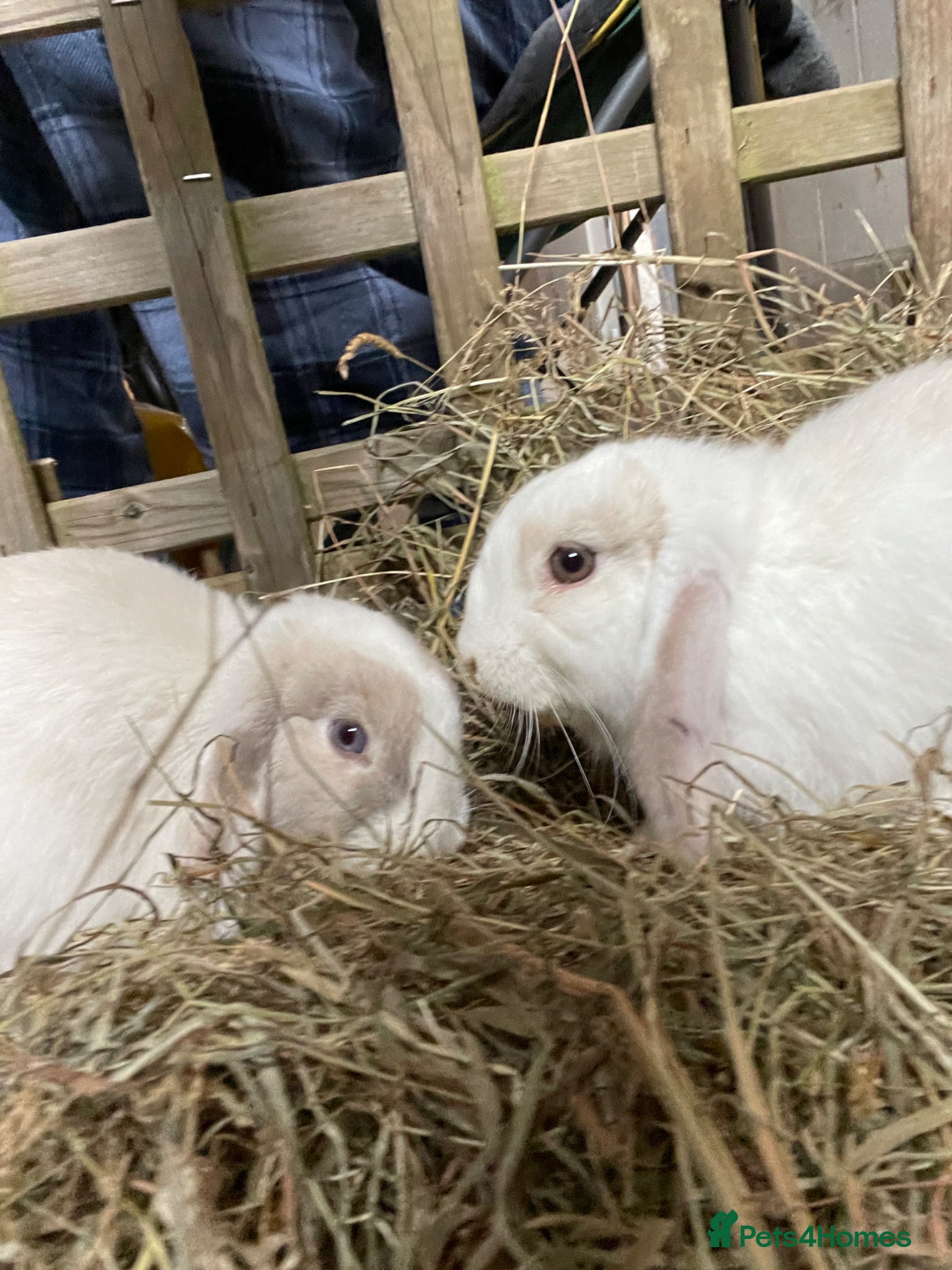 Mini Lop rabbits Two mini lop rabbits  - Advert 1