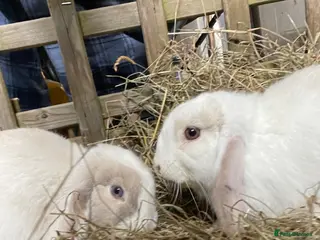 Mini Lop rabbits Two mini lop rabbits - Advert 1