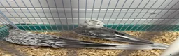 Cockatiels birds for sale: Mixed cockatiel 2 male 1 dna proven breeding pair  - Advert 2