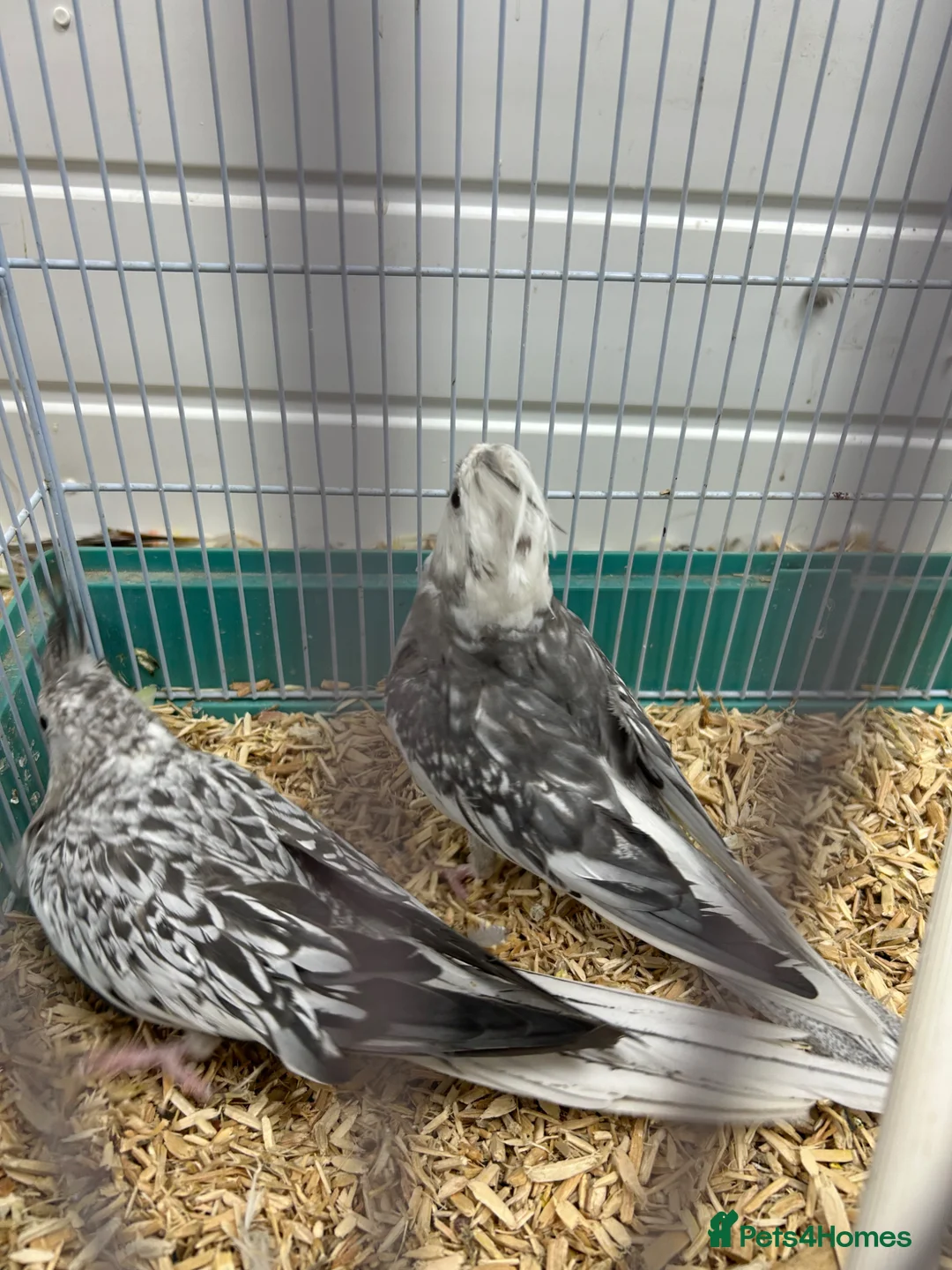 Cockatiels birds for sale: Mixed cockatiel 2 male 1 dna proven breeding pair  - Advert 2