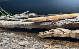 Leopard Gecko reptiles for sale: 4x Leopard geckos  - Image 12