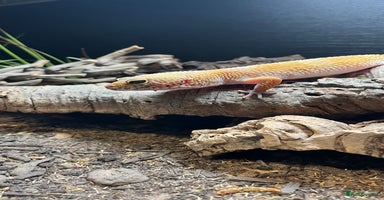 Leopard Gecko reptiles - Advert 7